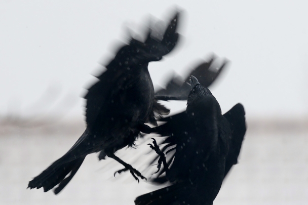 kauw (Coloeus monedula) 1-2025 2852